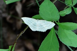 055 2017-07041360 Quabbin Reservoir, MA